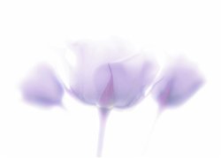 3 Lavender Roses by Hal Halli