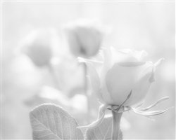 3 Roses in black & white by Hal Halli