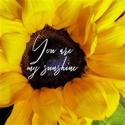You are My Sunshine by Hal Halli