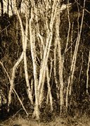Autumn Birch by Hal Halli