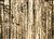 Bare Trees by Hal Halli