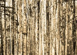 Bare Trees by Hal Halli