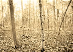 Early Autumn Forest by Hal Halli