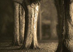 Fall Trees in the Afternoon Light by Hal Halli