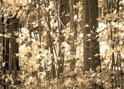 Forest of Autumness by Hal Halli