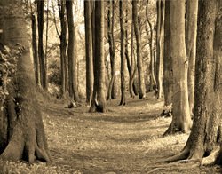 In the Wizards Woods by Hal Halli