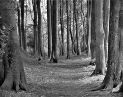 In the Wizard's Woods by Hal Halli