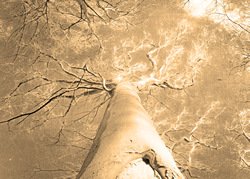 Mighty Tree in Winter by Hal Halli