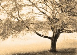 Once upon a Fall by Hal Halli