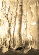 Peeling Birches by Hal Halli