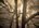 Somewhere in the Forest by Hal Halli