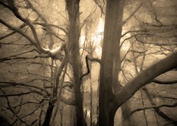 Somewhere in the Forest by Hal Halli