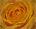 Soul of a Yellow Rose by Hal Halli