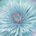 Blue Clematis by Hal Halli