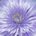 Lavender Clematis by Hal Halli