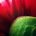 Macro Red Pedals by Hal Halli