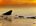 Rocks on the Golden Sea by Hal Halli