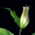 To Blossom A Lilly by Hal Halli