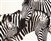 Zebras giclee canvas by Don Schimmel