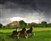 Horse Lightning - Horses Running giclee canvas by Don Schimmel